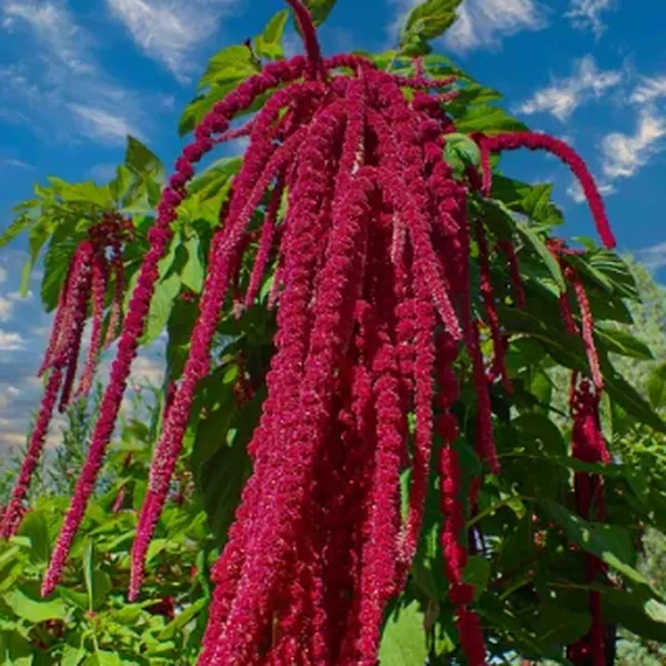 Amaranthus