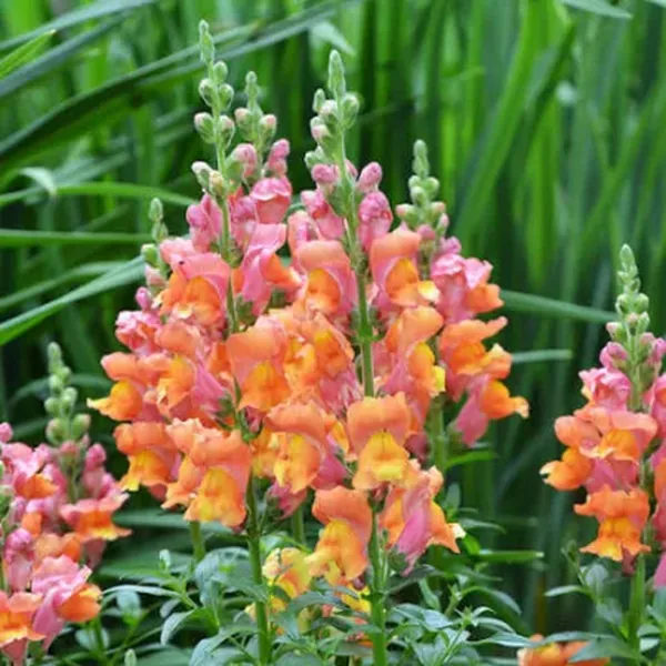 Antirrhinum amarillo