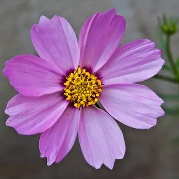 Cosmos blancos