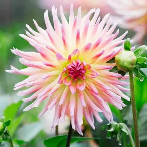 Dalia cactus