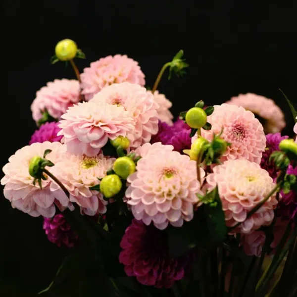 Dalia decorativa