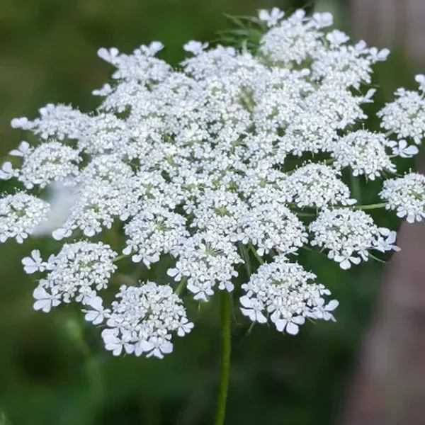 Daucus carota café