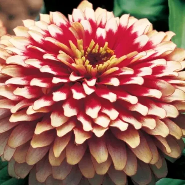 Zinnia rosada